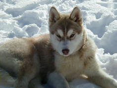 mon animal preferer